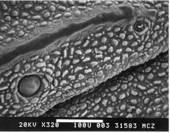 Media type: image; Herpetology R-110560